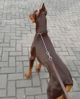 doberman redtan male