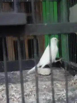 kenari putih beti siapan