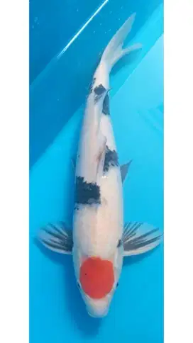 Koi Tancho Showa Original 45cm Male Motogoro Imbang HQ