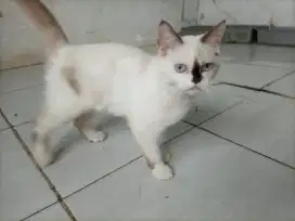 Kucing Himalaya