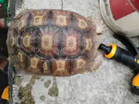 Kura kura sulcata
