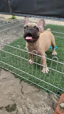 french bulldog betina
