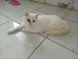 Kucing persia putih