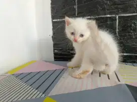 Kucing kitten persia putih