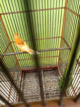 Burung kenari lokal