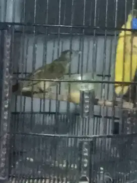 Jual Kapas Tembak dan murai batu