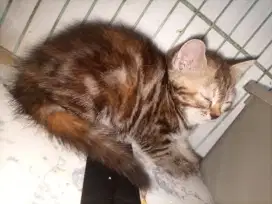 Kucing kitten persia marbel
