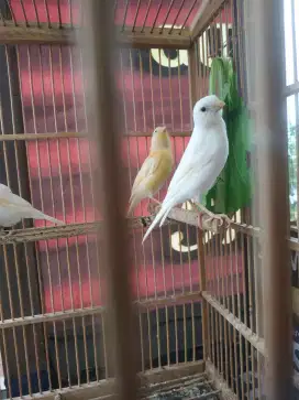 Anak kenari loper