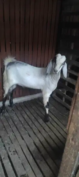 Jual Kambing jantan