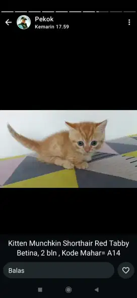 Kucing kitten munchkin red tabby