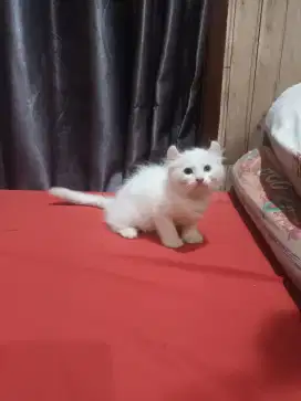 Elf brush/ american curl jantan