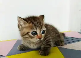 Kucing kitten munchkin mujaer