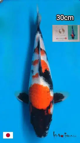 Ikan Koi Import Showa Isa Koi Farm 30cm Bersertifikat HQ