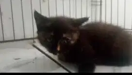Kucing kitten munchkin tortie