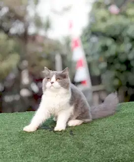 Flatnose bicolor