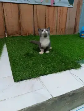 Kucing munchkin british shorthair/kaki pendek sf/kucing cebol BSH