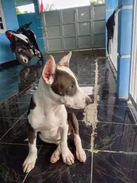 American Pitbull terrier