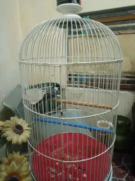 Burung gelatik batu