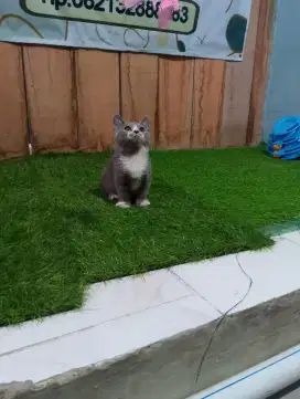 Kucing munchkin bsh/kaki pendek/cebol gaelic british shorthair