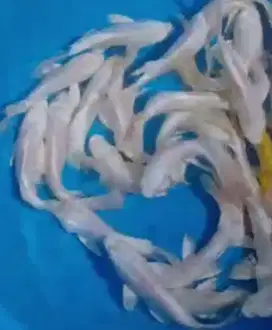 Ikan koi size 15cm
