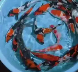 Ikan koi size 15cm sampai 18cm