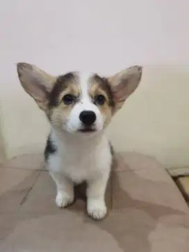 JUAL Anjing CORGI Stambum Jantan