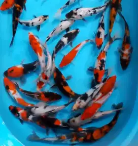 Ikan koi size 15cm sampai 18cm