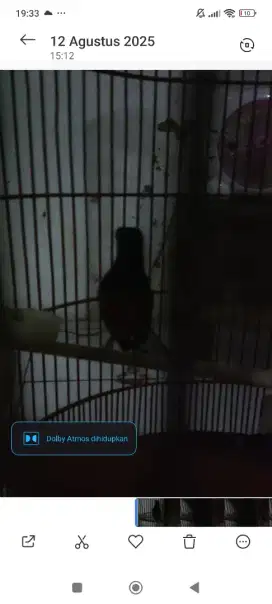 Murai hutan ring pasangan