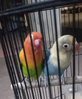 Lovebird warna cantik