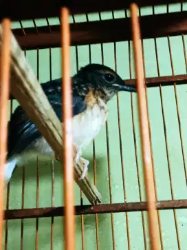 Murai batu anak