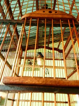 Murai batu anak