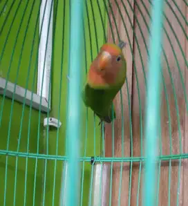 Lovebird warna non klep