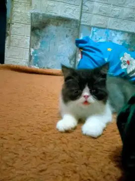 Kucing persia jantan
