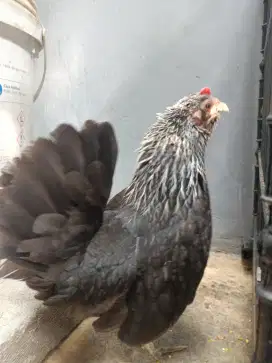 Indukan ayam kate betina sehat walafiat