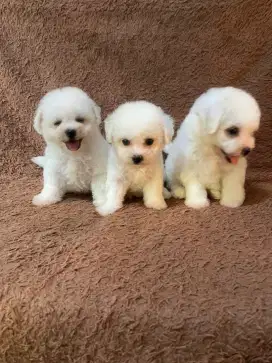 Bitchon frist Puppies