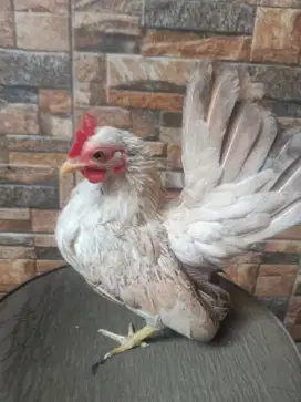 Indukan Ayam Serama betina ori