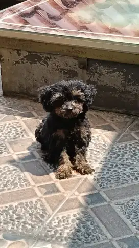 Toy Poodle Premium