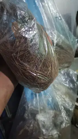 Sarang burung kicau