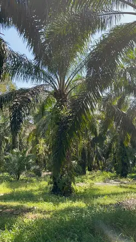 Dijual Kebun Sawit Luas 6Hektar lokasi 30menit dari Pekanbaru