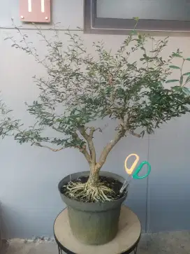 BAHAN BONSAI SAENG SIMBUR VIETNAM 1