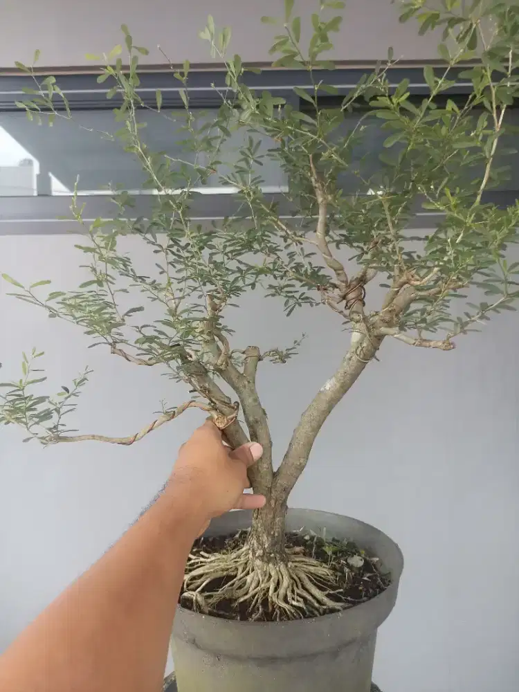 BAHAN BONSAI SAENG SIMBUR VIETNAM 1