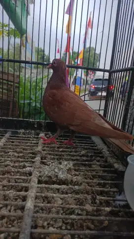 Merpati Wina cewean lenjeh