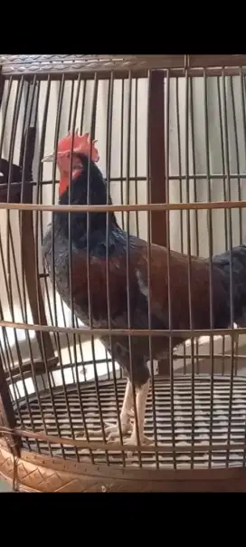 Ayam bekisar Warna kelawu Kokok bagus umur 8 bulan