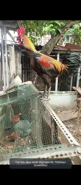Ayam pelung sepasang produksi muda