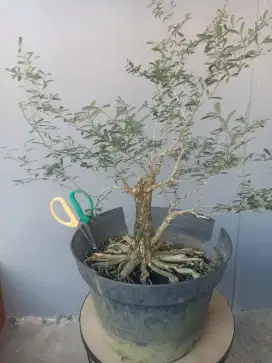 BAHAN BONSAI SAENG SIMBUR VIETNAM 2