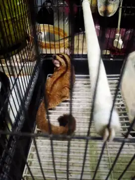 Sugar glider CG jantan