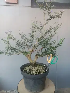 BAHAN BONSAI SAENG SIMBUR VIETNAM 3