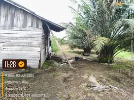 Dijual Kebun Sawit Luas 16Hektar, status Lahan APL, Lokasi Langgam