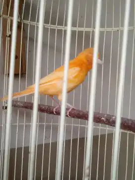 Kenari Loper jantan