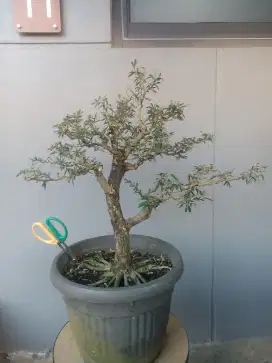 BAHAN BONSAI SAENG SIMBUR VIETNAM 5